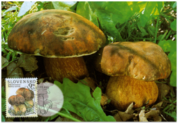 Natur Protectin - Mushrooms I - Boletus aereus