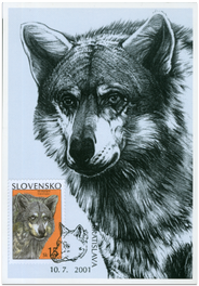 Ochrana prírody - Vlk