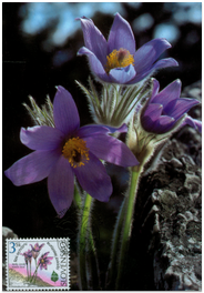 European Nature Conservation Year - Pulsatilla slavica