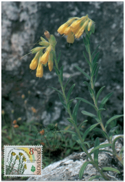 European Nature Conservation Year - Onosoma tornense