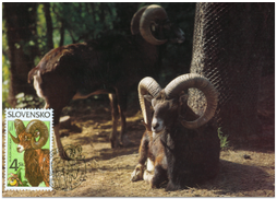 Nature Conversation - Mouflon (Ovis musimon)