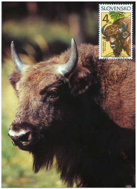 Ochrana prírody - Zubor hôrny (Bison bonasus)