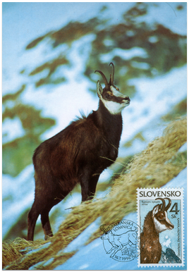 Nature Conservation - The Tatra chamois (Rupicapra rupicapra tatrica)