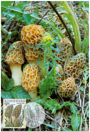 Ochrana prírody - Smrčok jedlý (Morchella esculanta)