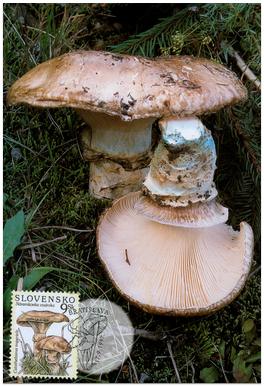 Nature Conservation - Mushrooms III - Catathelasma imperiale