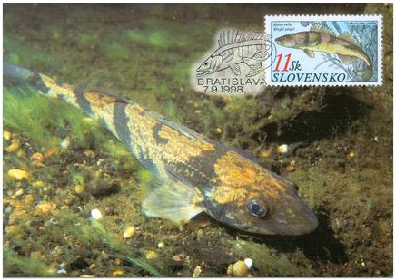 Nature Conservation - Fishes - Zingel