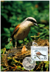 Nature Conservation - Singing Birds - Lanius collurio