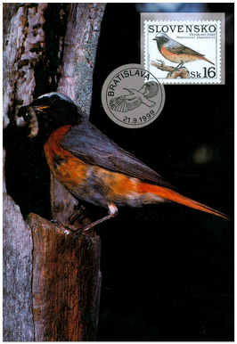 Nature Conservation - Singing Birds - Phoenicurus phoenicurus