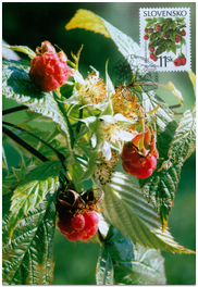 Nature conservation - Forest fruits - Wild raspberry