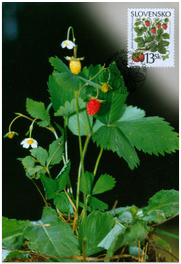Nature conversation - Forest fruits - Common Strawberry