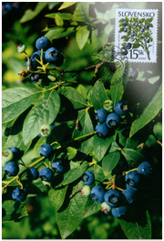 Nature Conservation - Forest fruits - Bilberry