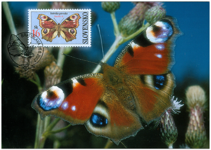 Ochrana prírody - Motýle: Babôčka pávooká