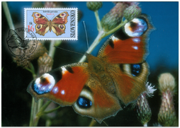 Ochrana prírody - Motýle: Babôčka pávooká
