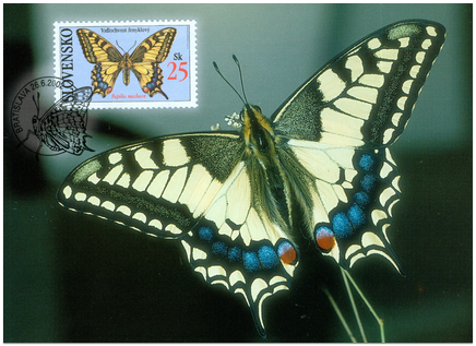 Ochrana prírody - Motýle: Vidlochvost feniklový