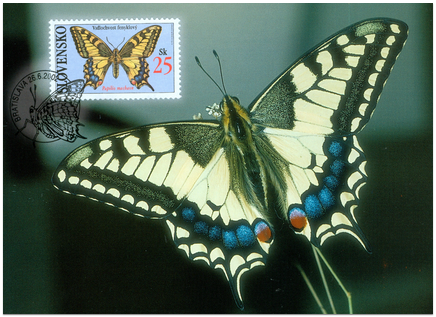 Buterfflies - Old World Swallowtail