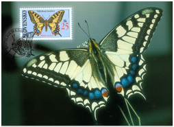 Ochrana prírody - Motýle: Vidlochvost feniklový