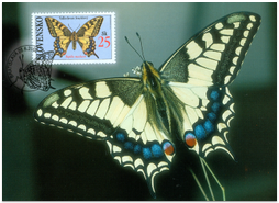 Buterfflies - Old World Swallowtail