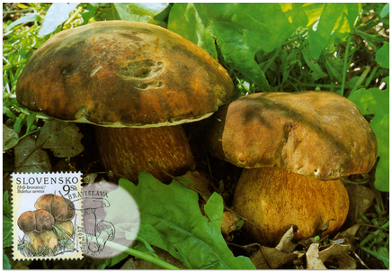 Ochrana prírody - Hríb bronzový (Boletus aereus)