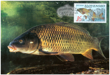 Natur conservatin - Fishes
