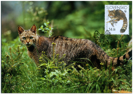 European Wild Cat