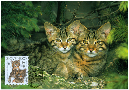 European Wild Cat