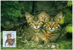 European Wild Cat