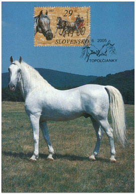 Kone - Lipicanský kôň