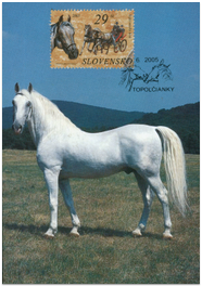 Horses - The Lippizaner Horse
