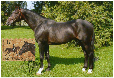 Horses - The Slovak Warmblood Horse