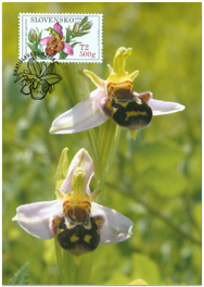 Ochrana prírody - Orchidey: Hmyzovník včelovitý