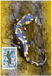 Ochrana prírody - Salamandra škvrnitá