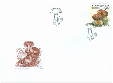 Ochrana prírody - Hríb bronzový (Boletus aereus)