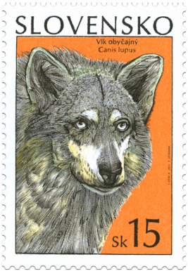 Common Wolf