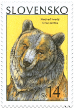 Brown Bear