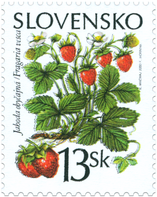 The forest fruits - Common Strawberry
