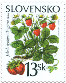 The forest fruits - Common Strawberry
