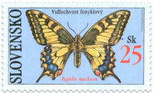 Butterflies - Old World Swallowtail