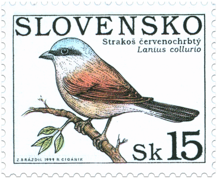 Nature Conservation - Singing birds - Lanius collurio