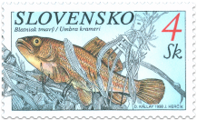 Nature Conservation - Fishes - European mudminnow
