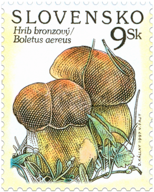 Nature Protection - Mushrooms (Boletus aereus)