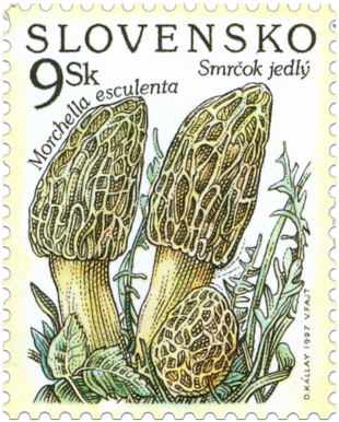 Nature Conservation - Mushrooms - Morel