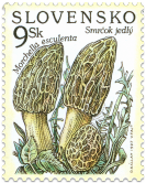 Nature Conservation - Mushrooms - Morel