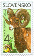 Nature Conservation - Mouflon (Ovis musimon)