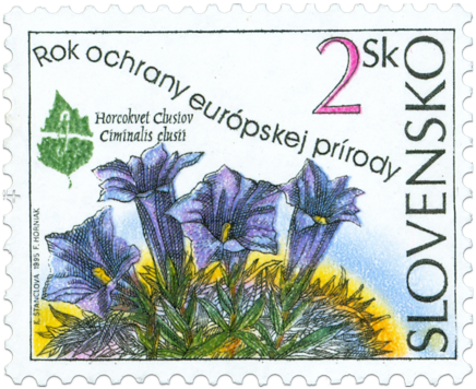 Rok ochrany európskej prírody - Horcokvet Clusiov (Ciminalis Clusii)