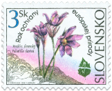 Rok ochrany európskej prírody - Poniklec slovenský (Pulsatilla slavica)