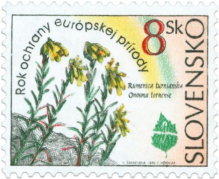 Rok ochrany európskej prírody - Rumenica turnianska (Onosma tornense)