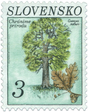 Dub letný (Quercus robur)