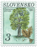 Oak-tree (Quercus robur)