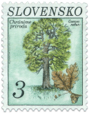 Dub letný (Quercus robur)