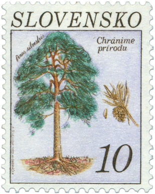 Borovica sosna (Pinus silvestris)